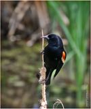 K4232403-Red-winged Blackbird-male.jpg