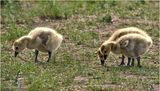 K3316658-Goslings.jpg