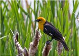 K3316672-Yellow-headed Blackbird-male.jpg