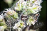 KF000611-tiny spider.jpg