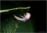 KF000632-tiny spider.jpg