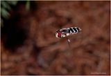 KF000658-American HoverFly.jpg