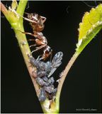 KF000678-Ant farm.jpg
