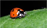 KF000547-Lady Bug.jpg