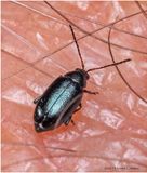 KF000684-tiny beetle.jpg