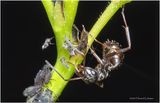 KF000738-Ant Farm.jpg