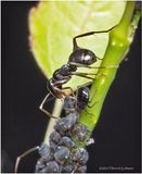 KF000767-Ant Farm.jpg