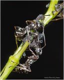 KF000803-Ant Farm.jpg