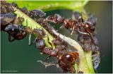 KF000875-Ant Farm.jpg