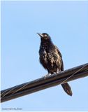 KF000815-Comm0n Grackle.jpg