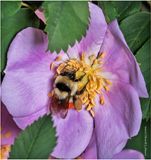 KF000951-Bumble Bee.jpg