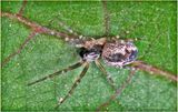 KF001036-tiny spider.jpg