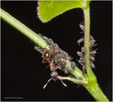 KF000972-small farm.jpg