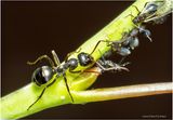 KF000981-Ant tending the flock.jpg