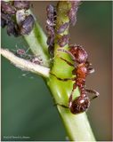 KF001021-tending the farm.jpg