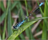 KF001103-Damsel Fly.jpg