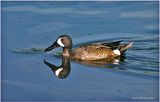 K4232446-Blue-winged Tral.jpg