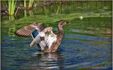K4232465-Blue-winged Teal-female.jpg