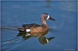 K4232466-Blue-winged Teal-male.jpg