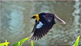 K4232560-Yellow-headed Blackbird-male.jpg