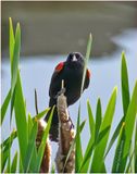 K4232580-Red-winged Blackbird-male.jpg