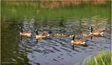 K4232669-Canada Geese.jpg