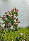 DSC09923-Wild Rose.jpg