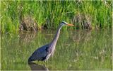 K4232729-Great Blue Heron.jpg