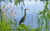 K4232734-Great Blue Heron.jpg