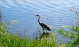 K4232746-Great Blue Heron.jpg