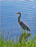 K4232749-Great Blue Heron.jpg