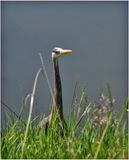 K4232758-Great Blue Heron.jpg