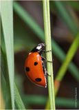 KF001271-Lady Bug.jpg