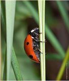 KF001274-Lady Bug.jpg