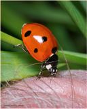 KF001277-Lady bug.jpg