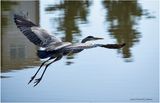 K4232778-Great ablue Heron.jpg