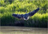 K4232787-Great Blue Heron.jpg
