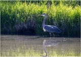 K4232795-Great Blue Heron.jpg