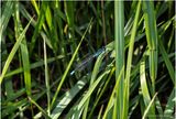 KF001318-Damsel Fly.jpg