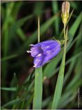 KF001319-Blue Bell.jpg