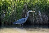 K3316714-Great Blue Heron.jpg