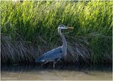 K3316727-Great Blue Heron.jpg