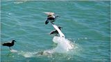 K4231208-Sea Gulls.jpg