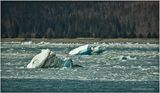 K4231243-Yakutat Bay.jpg