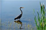 K4232914-Great Blue Heron.jpg