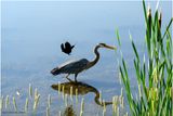 K4232918-Great Blue Heron.jpg