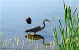 K4232920-Greay Blue Heron.jpg