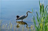K4232922-Great Blue Heron.jpg