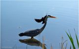 K4232949-Great Blue Heron.jpg