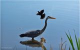 K4232950-Great Blue Heron.jpg
